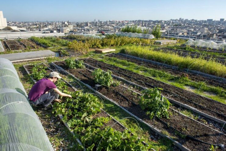 Discover the Opéra Bastille Rooftop Farm - Good To Know