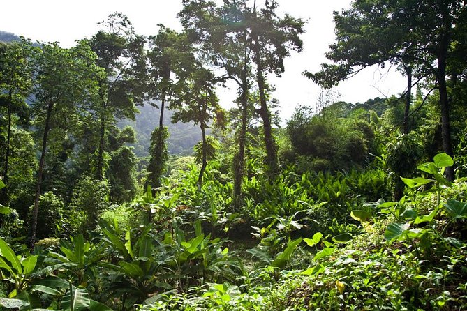 Discover the Rainforest - Good To Know