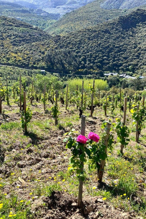 Discover the Reds and Whites of the Bierzo Appellation - Good To Know