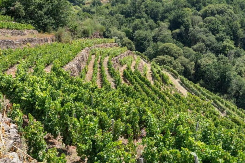 Discover the Ribeira Sacra with a unique wine experience! - Good To Know