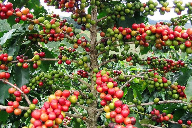 Discover the Richness of Colombian Coffee Culture - Colombian Coffee Origins and History