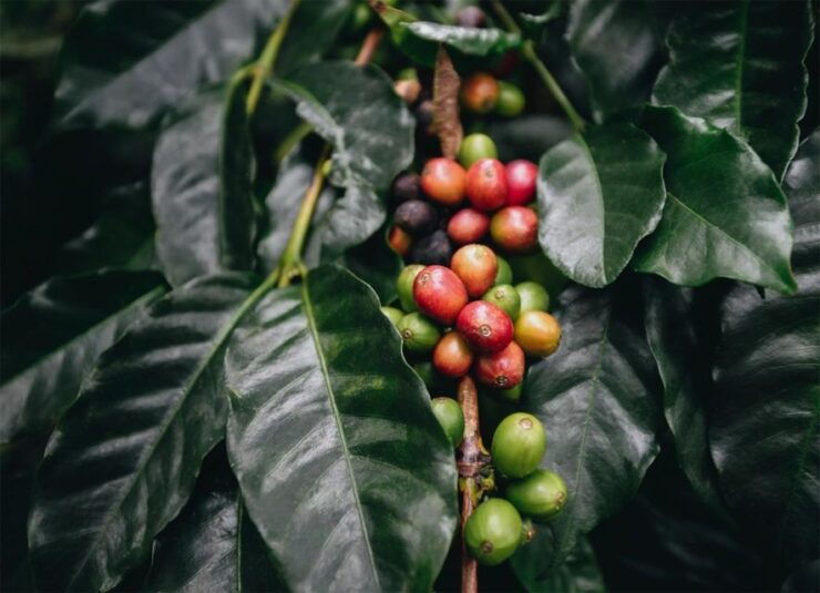 Discover the Secrets of Coffee, Cacao, and Waterfall in Minca - Good To Know