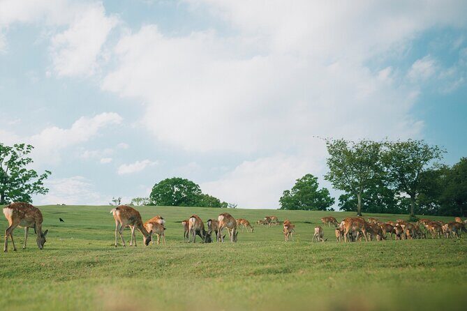 Discover the Timeless Charm and Natural Beauty of Nara - Good To Know