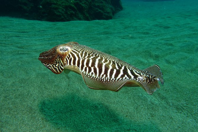 Discover the Underwater World of Lanzarote - Tips for Safe and Enjoyable Diving in Lanzarote
