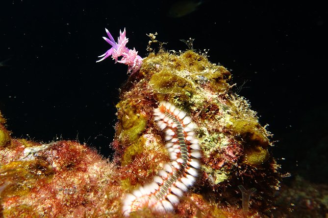 Discover the Underwater World of Lanzarote - Diving Equipment and Training in Lanzarote