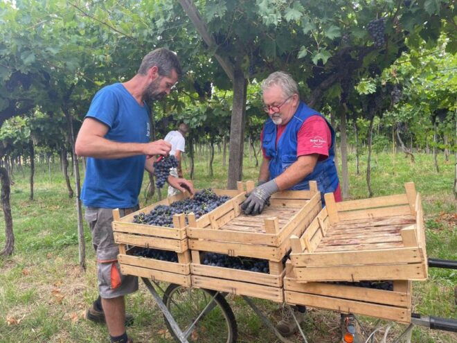 Discover the Valpolicella: 3 Wineries, Lunch & Amarone Focus - Amarone Tasting Experience
