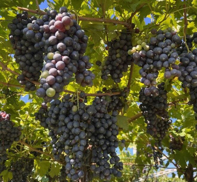 Discover the Valpolicella: 3 Wineries, Lunch & Amarone Focus - Lunch in 15th-Century Cellars