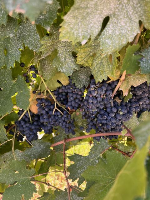 Discover the Valpolicella: 3 Wineries, Lunch & Amarone Focus - Vineyard Exploration and Grape Varieties