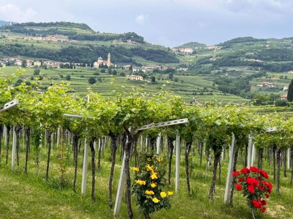 Discover the Valpolicella: 3 Wineries, Lunch & Amarone Focus - Booking Details and Reservations