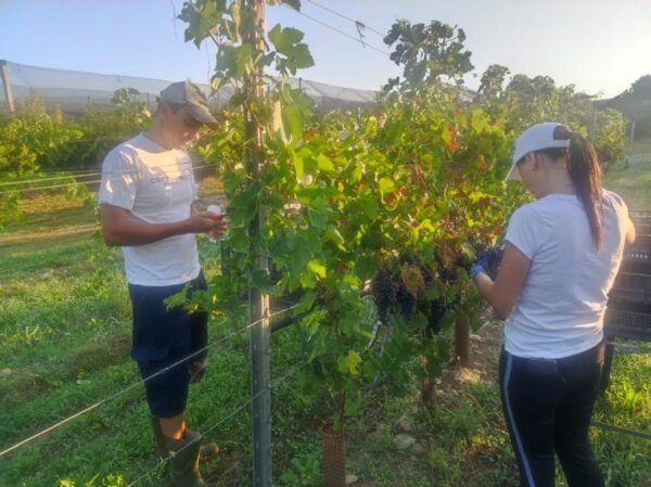 Discover the Valpolicella: 3 Wineries, Lunch & Amarone Focus - Frequently Asked Questions