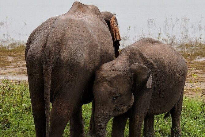 Discover the Wild Magic of Udawalawe National Park - FAQ