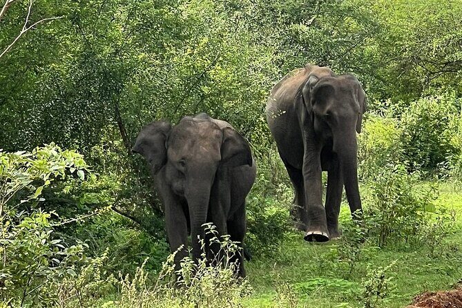 Discover the Wild Magic of Udawalawe National Park - FAQ