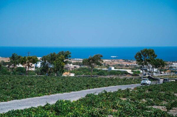 Discover the Wine Santorini Wine Tasting and Vineyard Tour - The Sum Up