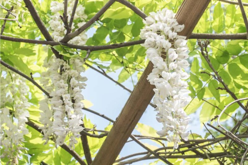 Discover the World of Herbs in the National Garden of Athens - Good To Know