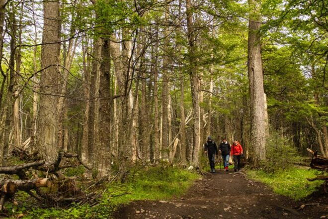 Discover Tierra Del Fuego National Park - Flora and Fauna Exploration