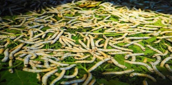 Discover Traditional Silk Process in Hoi An Silk Village - Highlights of the Experience