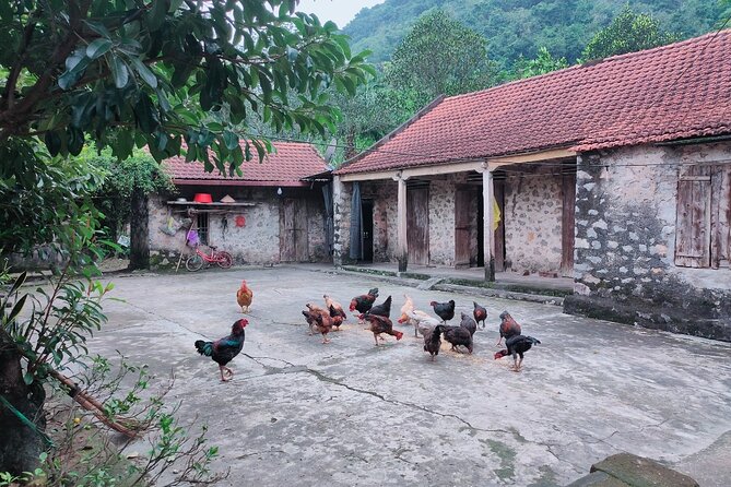 Discover Trang An Natural World Heritage, Bich Dong Pagoda, Cycling Day Tour - Common Questions