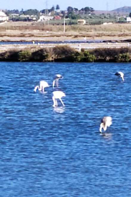 Discover Trapanis Saltpans With an E-Bike Tour - Exploring the Natural Reserve