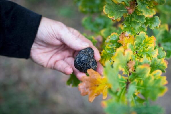 Discover Truffles From the Farm to the Fork - Customer Reviews and Ratings