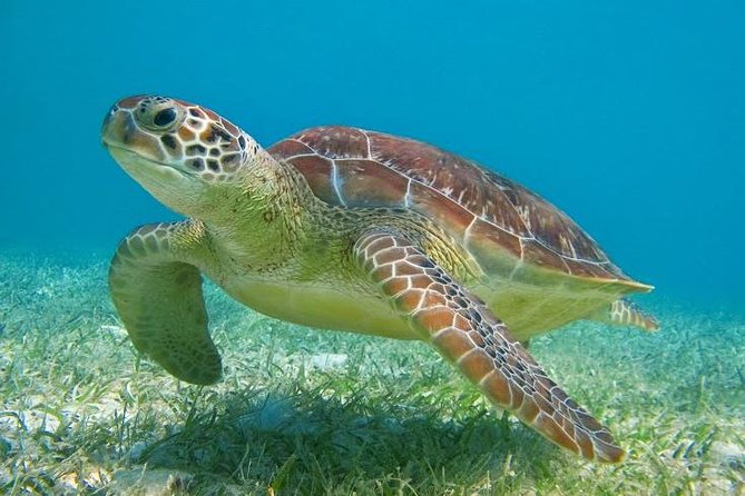 Discover Tulum From Cancun - Meeting and Pickup