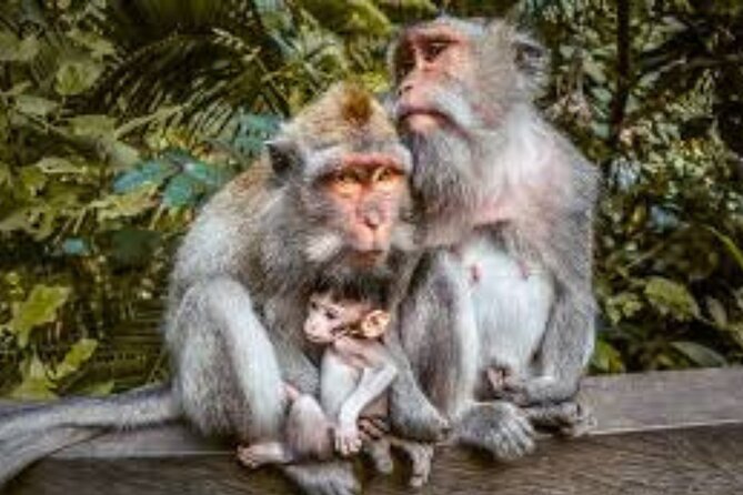 Discover Ubud: Exotism Ubud and Optional Meet the Bali Shaman - Good To Know