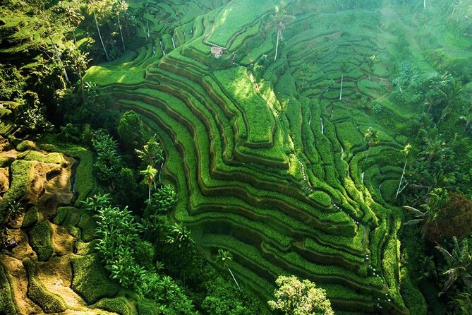 Discover Ubud: Exotism Ubud and Optional Meet the Bali Shaman - Balinese Healer Cok Rai Experience