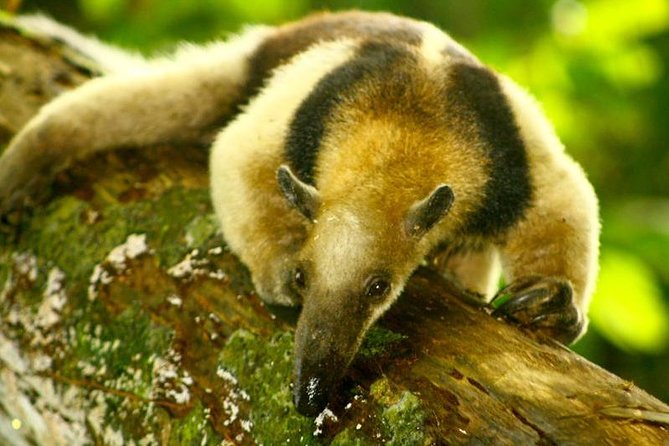 Discover Untamed Beauty: Corcovado National Park Adventure - Cancellation Policy Details
