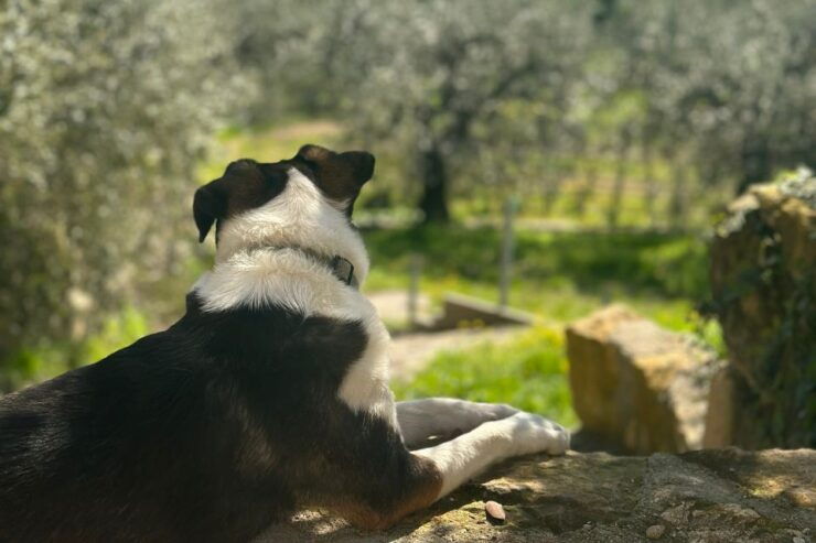 Discover Valpolicella: Family-Run Amarone Tour - Tour Highlights