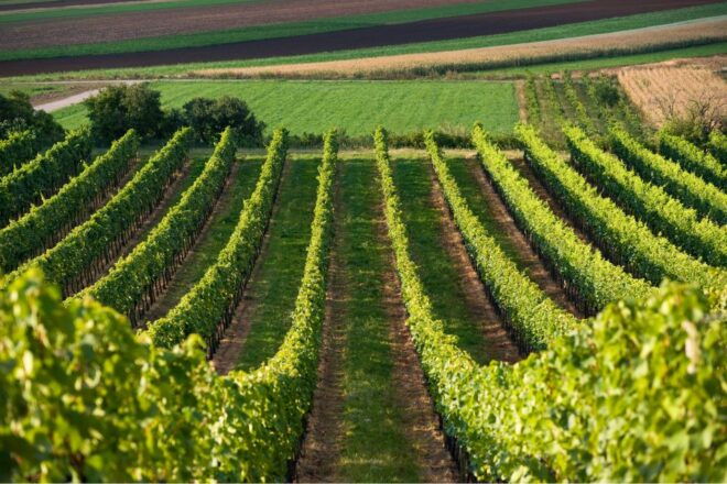 Discover Valpolicella: Family-Run Amarone Tour - Important Guidelines