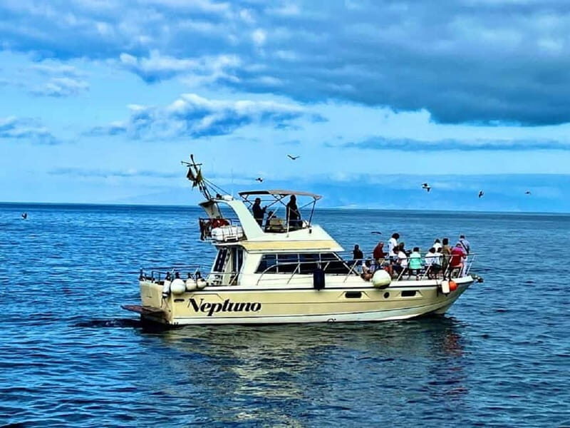 Discover whales in Tenerife: exclusive yacht tour with swimming and lunch. - Good To Know