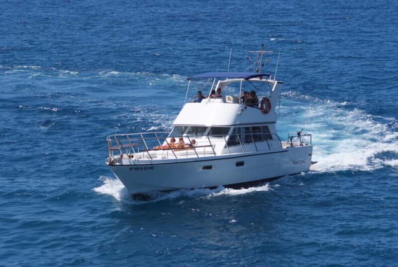 Discover whales in Tenerife: exclusive yacht tour with swimming and lunch. - Who Will Love This Tour?