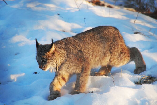 Discover Whitehorse With Northern Lights and Yukon Wildlife Tour - Yukon Wildlife Encounters
