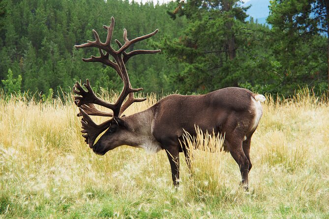 Discover Whitehorse With Northern Lights and Yukon Wildlife Tour - The Sum Up
