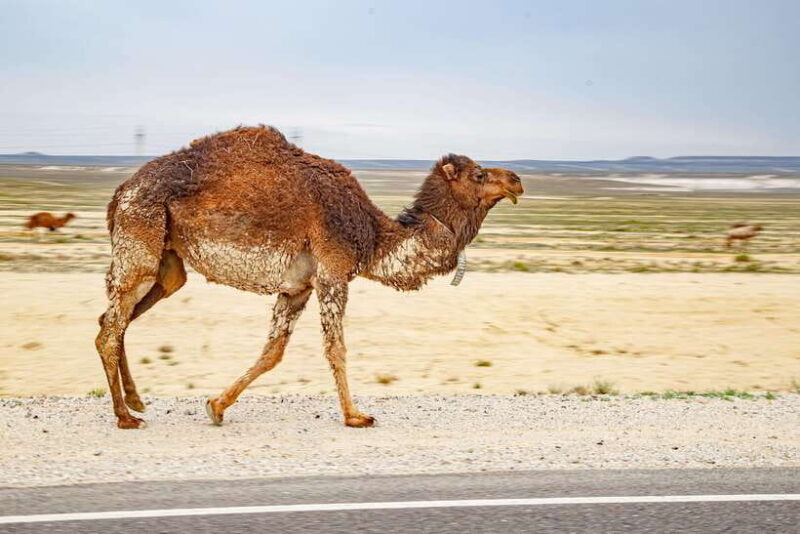 Discover Whole Mangystau in 7 days - Group Tour - FAQs