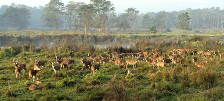 Discover World Heritage Site and Chitwan National Park Tour - Experience Highlights