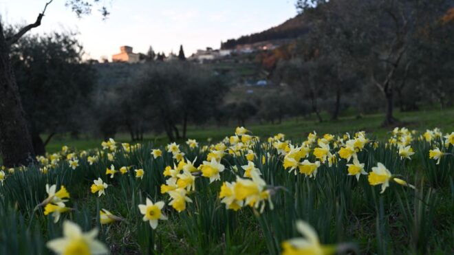 DISCOVERING AN ENGLISH GARDEN OVERLOOKING FLORENCE - Regenerating Walks and Picnics