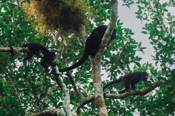 Discovering Calakmul - Pricing and Flexibility