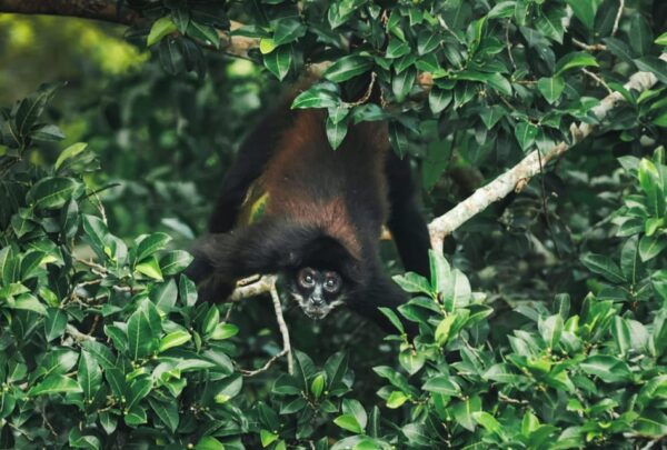 Discovering Calakmul - Frequently Asked Questions