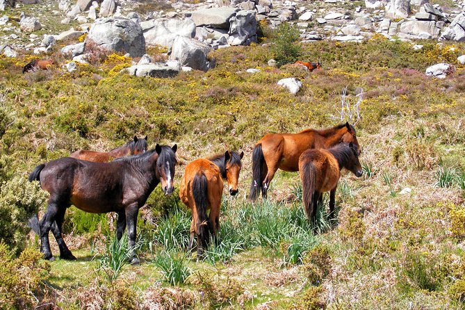 Discovering Campo Do Gerês Gate Entrance @ Peneda Gerês National Park - Location and Overview