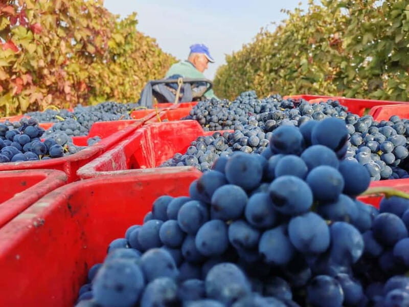 Discovering Dogliani and the territories of Alta Langa - Final Thoughts