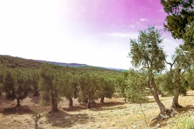Discovering Extra Virgin Olive Oil - Location and Logistics