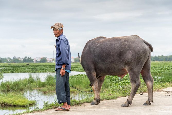 Discovering Hoi an Countryside Local Style From Hoi an - Enjoying Scenic Landscapes and Natural Beauty