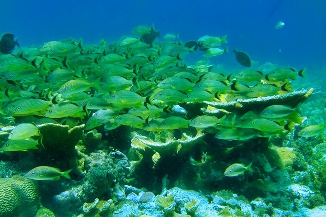 Discovering Isla Mujeres on a Double Decker Catamaran - Common Questions