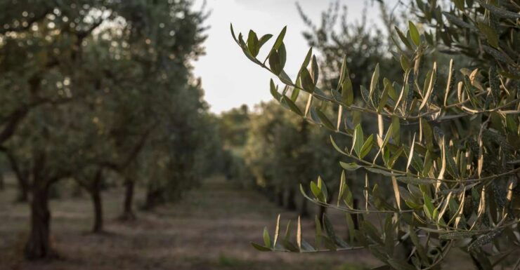 Discovering Nature and Flavors of Pantalica - Booking Information