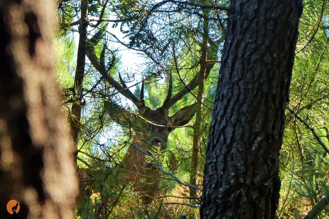 Discovering Nature in Serra Da Lousã - Wildlife and Flora: A Nature Lovers Paradise