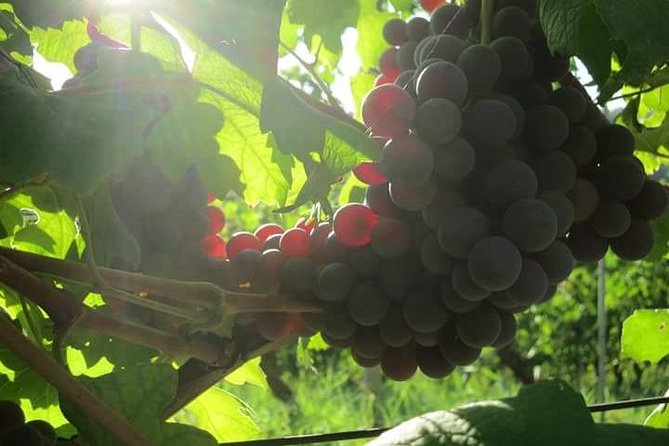 Discovering Roero and Its Wines - Exploring Family-Run Wineries