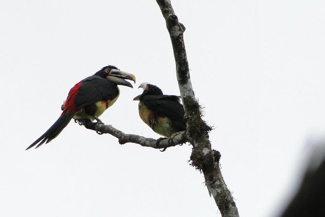 Discovering The World of Birds - Birdwatching Equipment Essentials