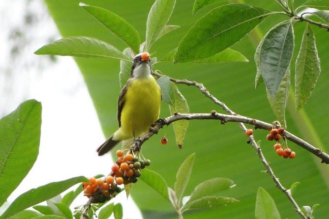 Discovering The World of Birds - Sisakuna Lodge Experience