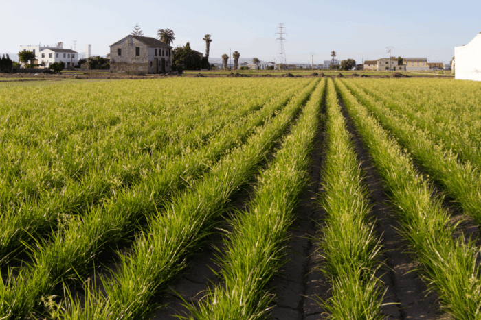 Discovering Valencia: Horchata, Paella & Vistas-Private Tour - Common Questions