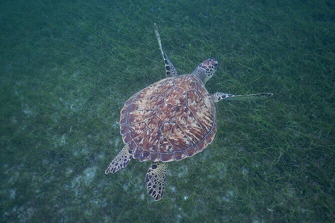 Discovery and snorkeling with sea turtles - Who Will Love This Tour?